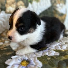 Sesame - Black and tan male Pembroke Welsh Corgi puppy in Lima, New York from Hickory Springs Corgis