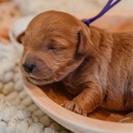 Kacey Musgraves - Red  female Goldendoodle puppy in Lumberton, Mississippi from SouthernDoodlebug/ Utah Doodlebug