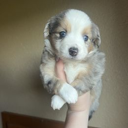 Sky - female Miniature Australian Shepherd puppy in Weatherford, Texas from F & T Aussies