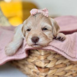 Aphrodite - Apricot female Goldendoodle puppy in Brooklyn, New York from Doodle of NY