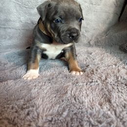 Dixon - Blue tri-color male American Bully puppy in Fairbanks, Alaska from Alaska Rose Kennels