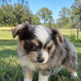 Gunner - Blue and white male Chihuahua puppy in Tyler, Texas from Fancy Pants Chihuahua’s