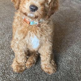 Australian Labradoodle Puppies from Catskill Country Labradoodles
