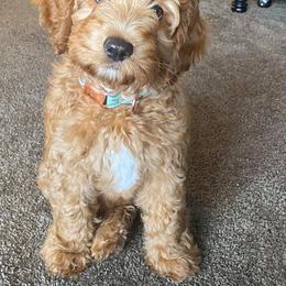 Australian Labradoodle Puppies from Catskill Country Labradoodles