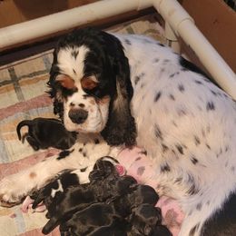 Boy 1 - Black and tan male Cocker Spaniel puppy in Connecticut from Mar-K Cocker Spaniels