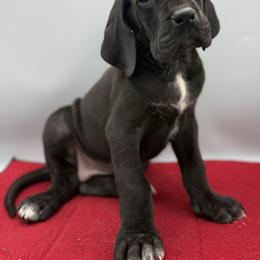Holly - Black female Great Dane puppy in Grand Junction, Colorado from Top Brackett Danes