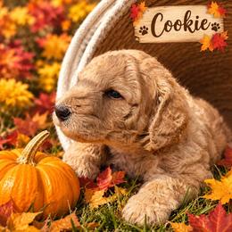 Cookie - Apricot male Double Doodle puppy in Oceanside, California from Strong Mountain Doodles
