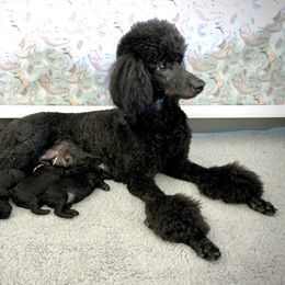 Poodle Puppies from Linden Poodles