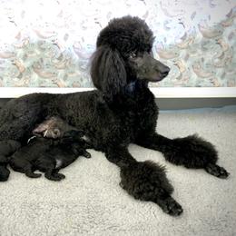 Poodle Puppies from Linden Poodles