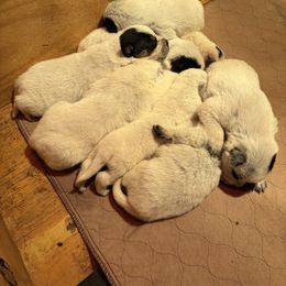 Boy 4 - Blue male Australian Cattle Dog puppy in Valley Mills, Texas from Bottoms Up Cattle Dogs