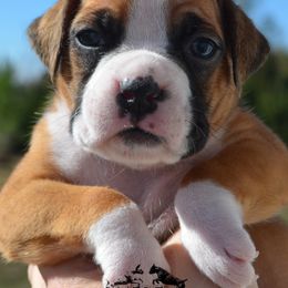 Boxer Puppies from Lieben Boxers