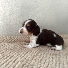 Cupid - Piebald male Dachshund puppy in Benson, Arizona from Six Shooter Minis