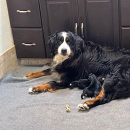 Ester - Bernese Mountain Dog