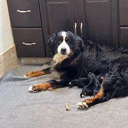 Ester - Bernese Mountain Dog