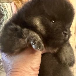 Black and tan 1 - Black and tan male Pomeranian puppy in Sacramento, California from M-J’s AKC Breeder of Merit of Show Pomeranians