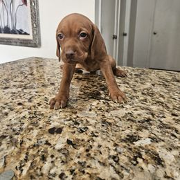 Shih Tzu and Vizsla Puppies from Kevin Hastings