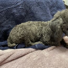 Hope - Poodle