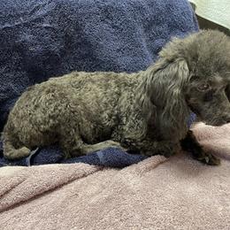 Hope - Poodle