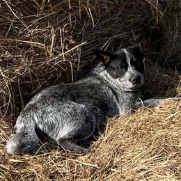 Rose - Australian Cattle Dog