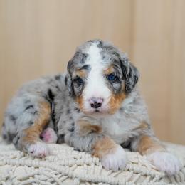 Maverick - Blue merle male Bernedoodle puppy in Spokane, Washington from Lilac City Doodles