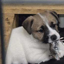 Boss - White and tan male Russell Terrier puppy in Divide, Colorado from Outlaw Farm and Kennel