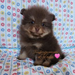 Pomeranian Puppies from FFP
