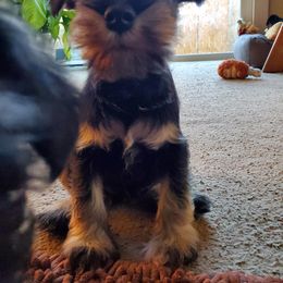 Miniature Schnauzer Puppies from Gerhauzer's Schnauzers