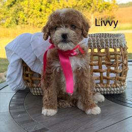 Livvy - Red  female Goldendoodle puppy in Estesburg, Kentucky from Wet Goldendoodle Kisses