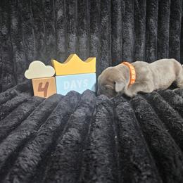 Orange collar - Gray and fawn male Cane Corso puppy in Fritch, Texas from Carrie Brown's Cane Corsos