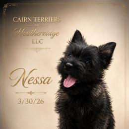 Nessa - Red brindle female Cairn Terrier puppy in Pottersville, Missouri from Cairn Terriers of Heatherridge,LLC