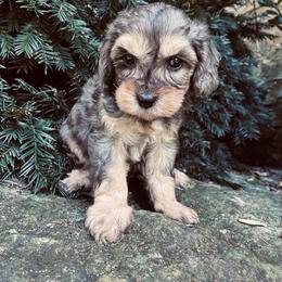 Maggie - Merle female Cavapoo puppy in Strasburg, Pennsylvania from Still Water Puppies