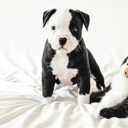 Girl 1 - female Alapaha Blue Blood Bulldog puppy in Grafton, Ohio from Eclipse Alapaha Kennels
