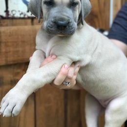 Great Dane Puppies from Country Danes