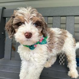 Small Fry - Parti male Goldendoodle puppy in Camden, North Carolina from Oopsie Doodles of NC