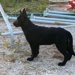 Red collar - Black German Shepherd puppy in Punta Gorda, Florida from Blitzenhaus Working Dogs