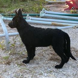 Red collar - Black German Shepherd puppy in Punta Gorda, Florida from Blitzenhaus Working Dogs
