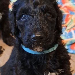 Goldendoodle Puppies from Dahlia Doodles