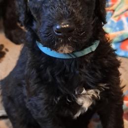 Goldendoodle Puppies from Dahlia Doodles