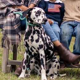 Kylie - Dalmatian