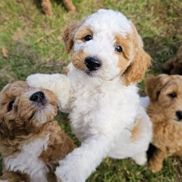 Oakley - Parti female Goldendoodle puppy in Pittsburg, Texas from Grace Springs Goldendoodles