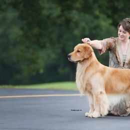 Golden Retrievers and Shetland Sheepdogs from Kattwalk Kennels