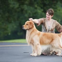 Golden Retrievers and Shetland Sheepdogs from Kattwalk Kennels