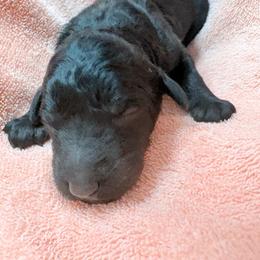 Gidget - Blue female Poodle puppy in Meadowbrook, California from Standard Poodle Pups