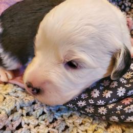 Bud - Black and white male Sheepadoodle puppy in Bellevue, Iowa from Fluffy Wonders Poms and Doodles