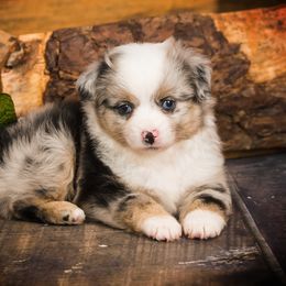 Toy Australian Shepherd Puppies from No Limit Ranch Miniature and Toy Australian Shepherds