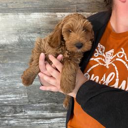Ollie - Red  male Goldendoodle puppy in Hillsdale, Michigan from My Buddy Ol’ Paws