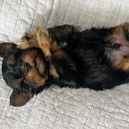 Johnny - Black and silver male Miniature Schnauzer puppy in Big Point, Mississippi from Lorraine's Miniature Schnauzers