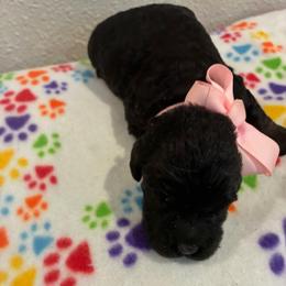 Holly - Black and white female Cockapoo puppy in Brookings, South Dakota from Hofer Pups