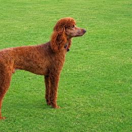 Poodles from Peak Red Standard Poodles