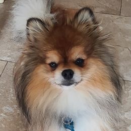 Loki - Pomeranian